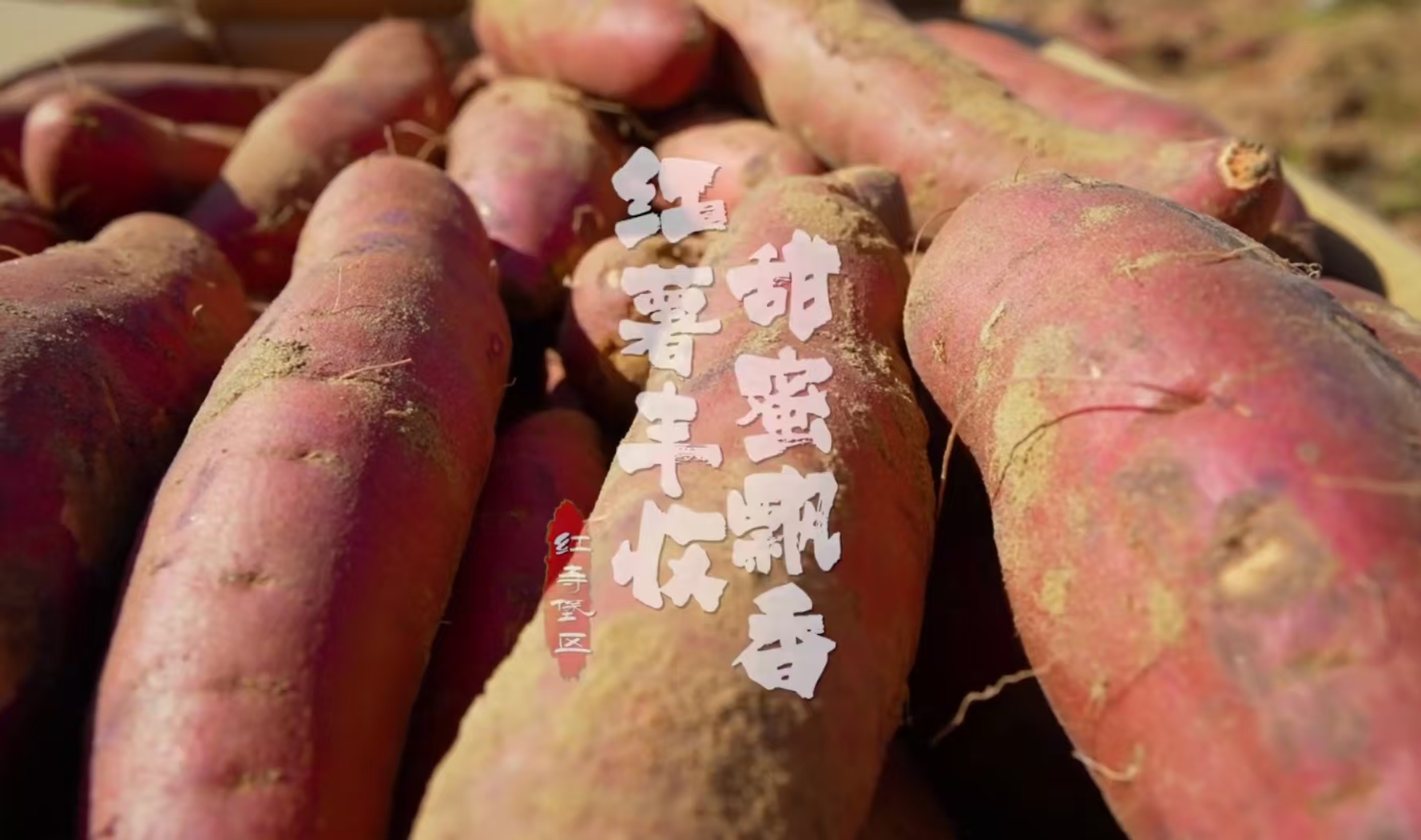 央媒看宁夏 | 宁夏红寺堡：红薯丰收 甜蜜飘香